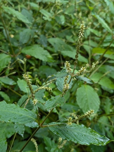 Achyranthes japonica — flower photograph