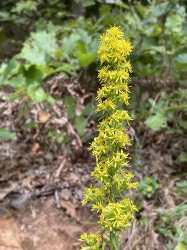 Solidago erecta — flower photograph