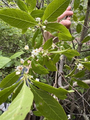 Ilex laevigata — flower photograph