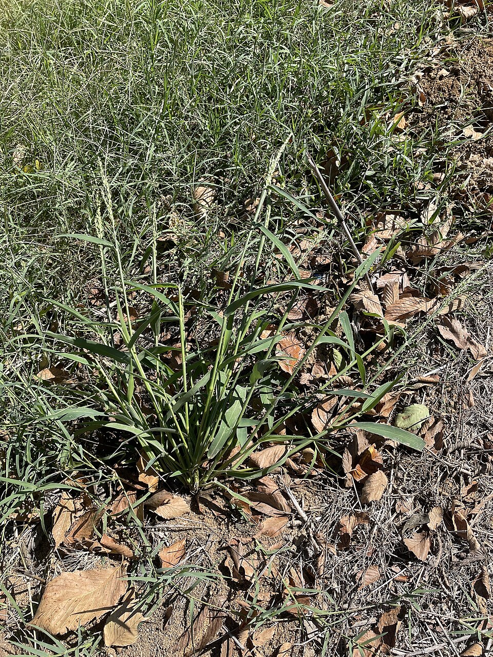 Urochloa texana — whole photograph