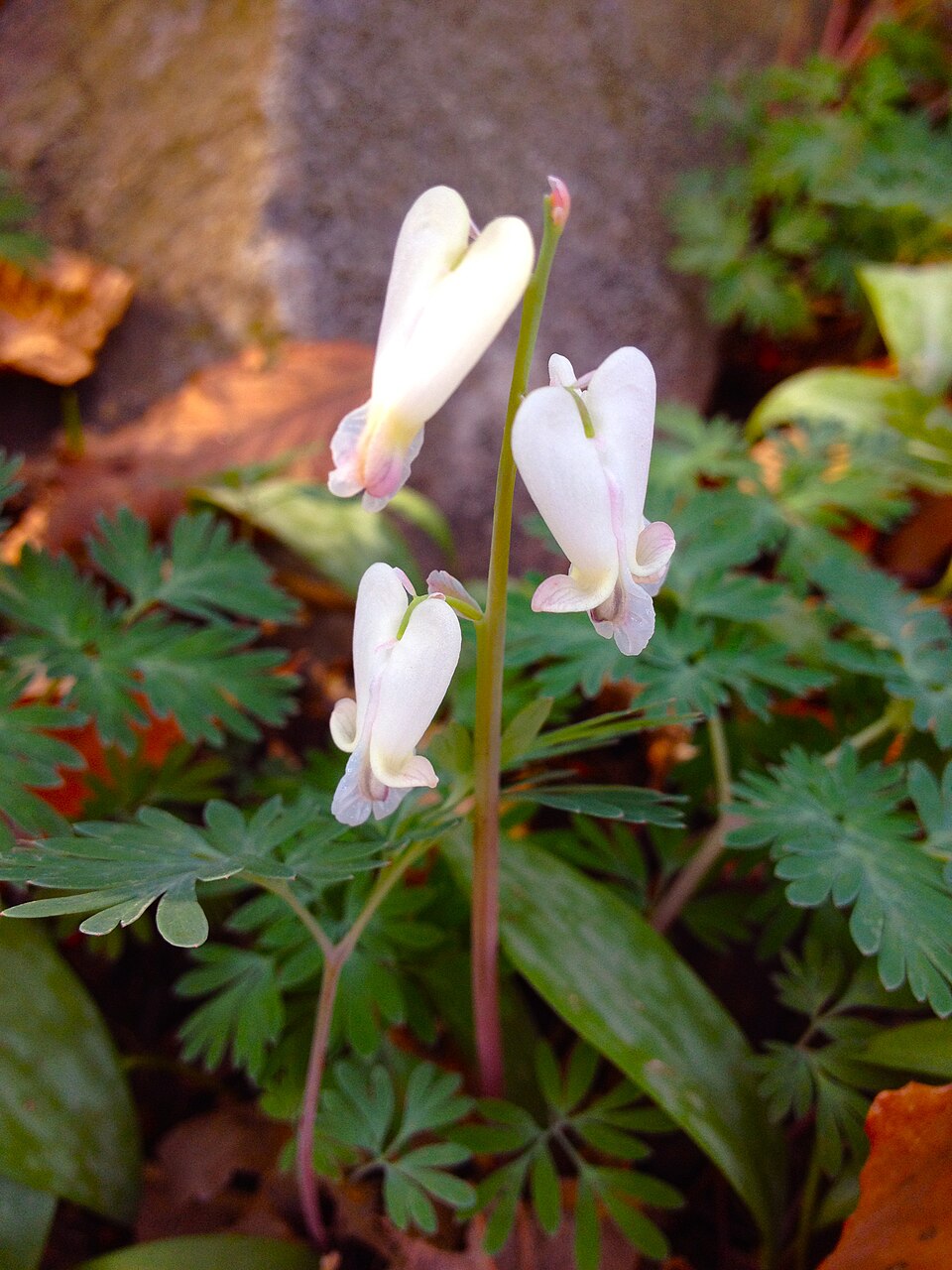 Dicentra canadensis — bloom photograph