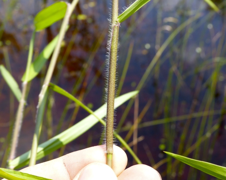 Sacciolepis striata — leaf photograph