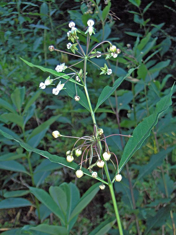 Asclepias exaltata — bloom photograph