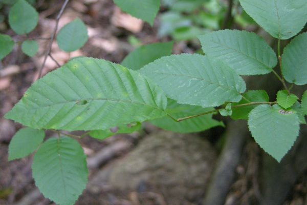 Carpinus caroliniana — leaf photograph