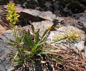 Solidago plumosa — whole photograph
