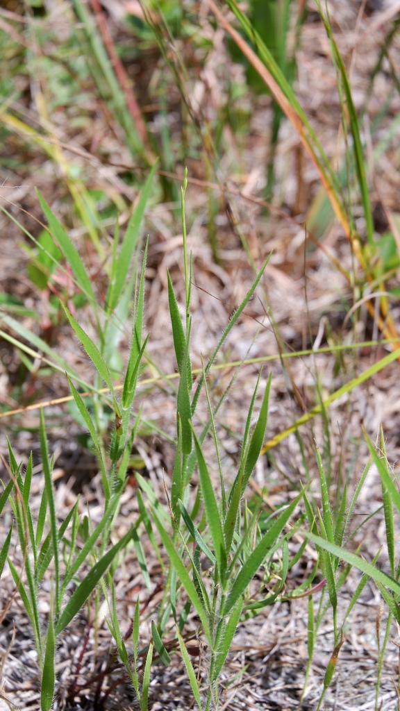 Amphicarpum amphicarpon — whole photograph