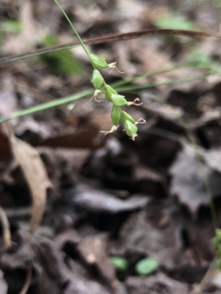 Carex digitalis var. macropoda — fruit photograph