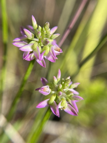 Senega brevifolia — flower photograph