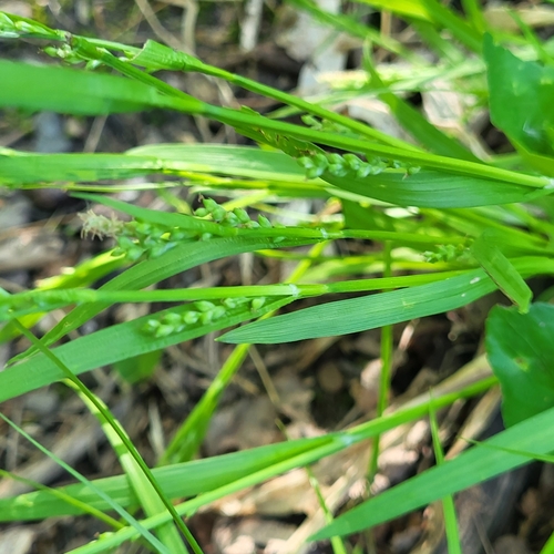 Carex leptonervia photograph