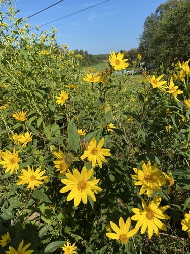 Helianthus strumosus — whole photograph