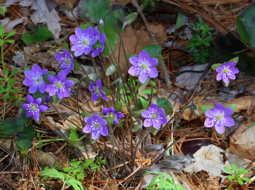 Hepatica acutiloba — flower photograph