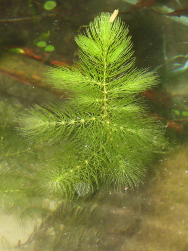 Ceratophyllum demersum — foliage photograph