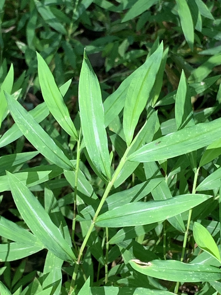 Microstegium vimineum — foliage photograph