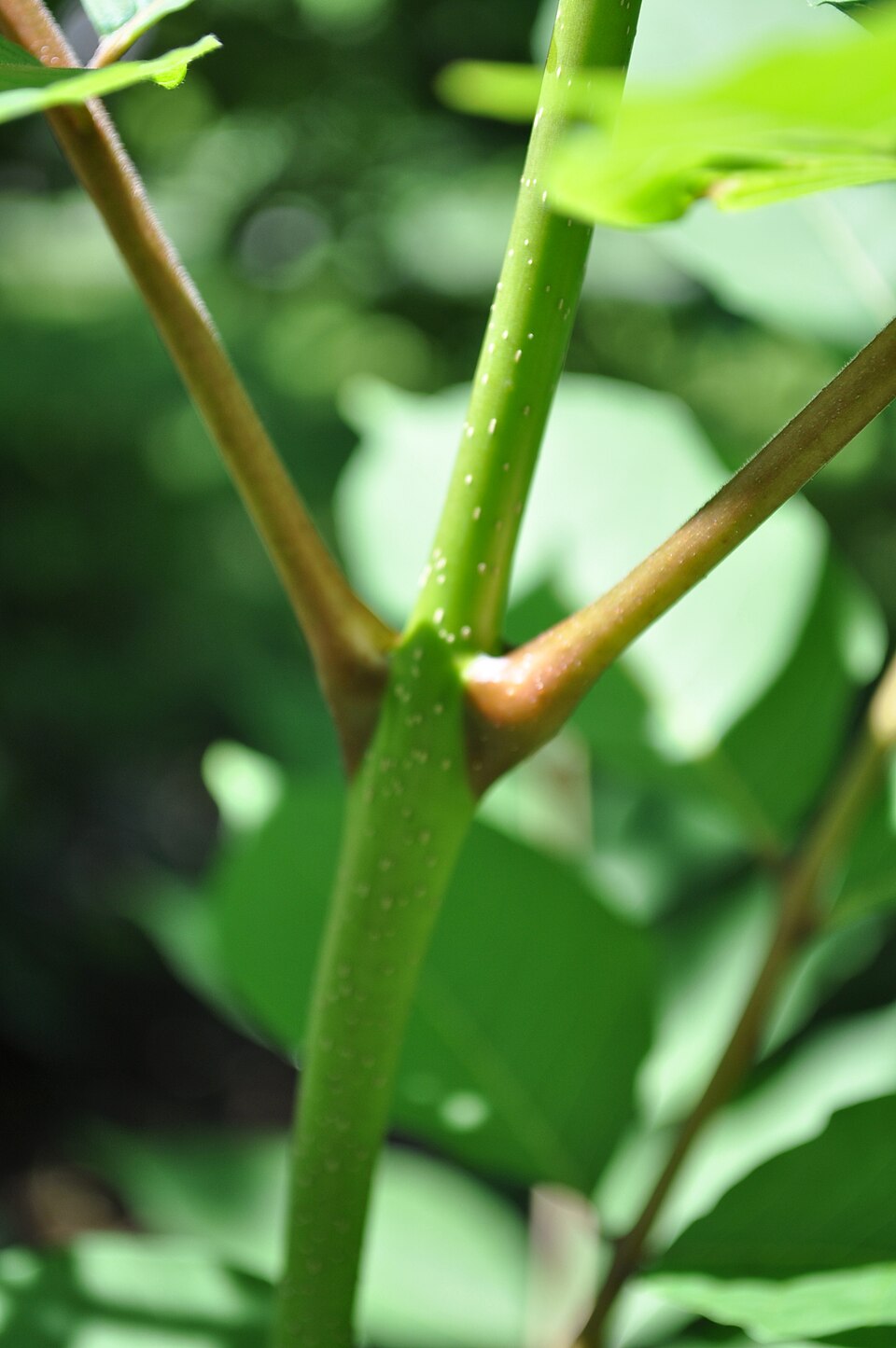 Ailanthus altissima — stem photograph