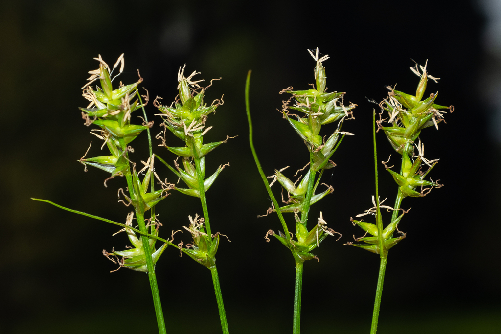 Carex texensis — bloom photograph