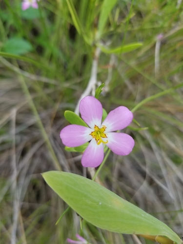 Sabatia stellaris — flower photograph
