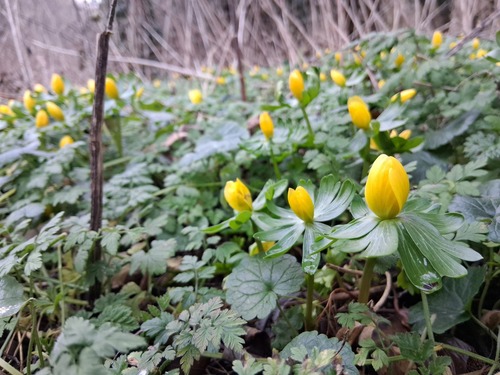 Eranthis hyemalis — flower photograph
