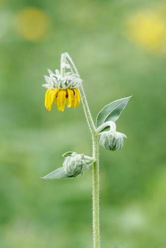 Helianthus mollis — flower photograph