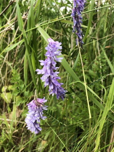 Vicia cracca — flower photograph