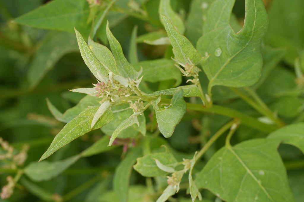 Atriplex prostrata — fruit photograph