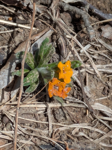 Lithospermum canescens — flower photograph