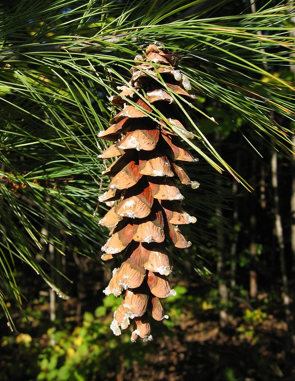 Pinus strobus — fruit photograph