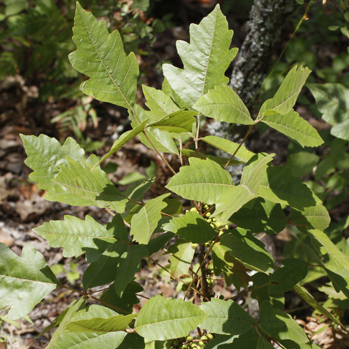Toxicodendron pubescens — foliage photograph