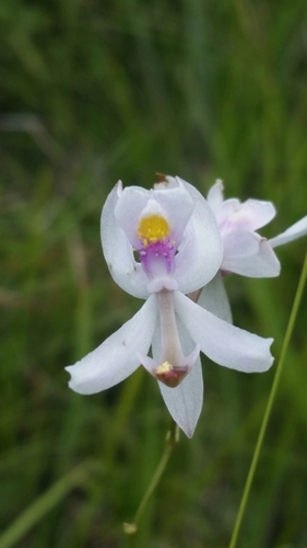 Calopogon pallidus — flower photograph