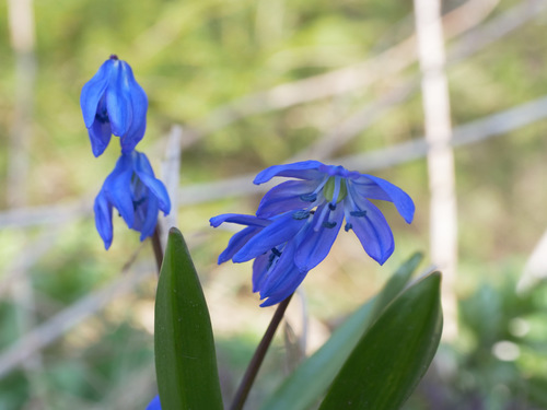 Scilla siberica — flower photograph