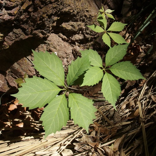 Parthenocissus inserta — foliage photograph