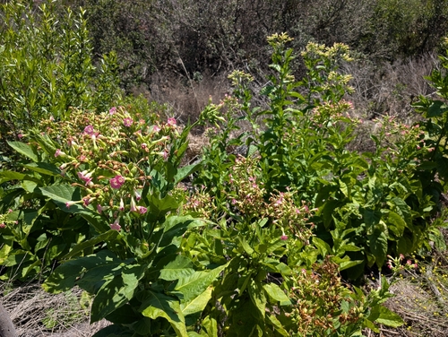 Nicotiana tabacum — flower photograph
