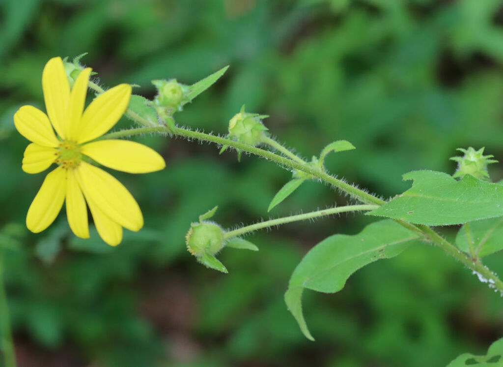 Silphium asperrimum — bloom photograph