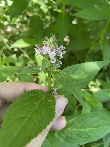 Stachys clingmanii — flower photograph