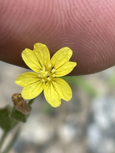 Oenothera linifolia — flower photograph