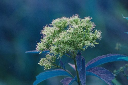 Eutrochium maculatum — bloom photograph