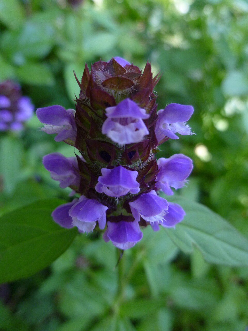 Prunella vulgaris — flower photograph