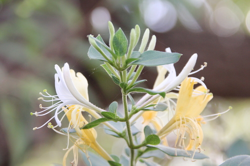 Lonicera japonica — flower photograph