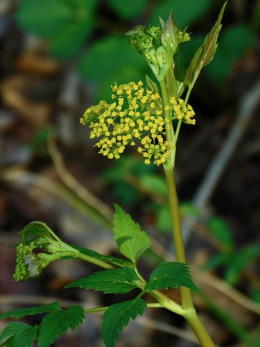 Thaspium barbinode — flower photograph