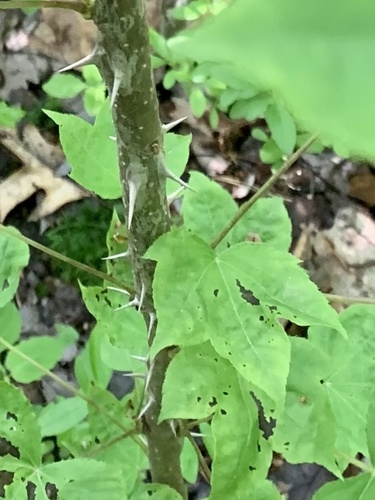 Kalopanax septemlobus — foliage photograph