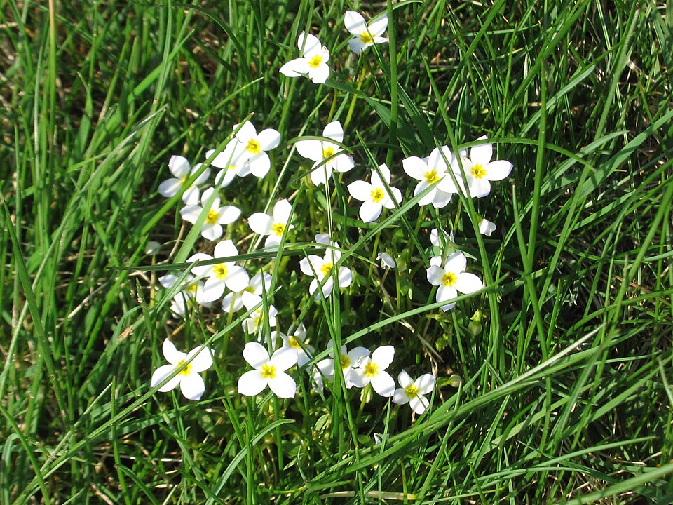 Houstonia caerulea — bloom photograph