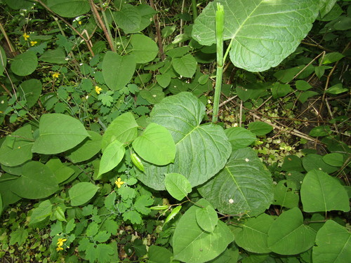 Reynoutria sachalinensis — foliage photograph