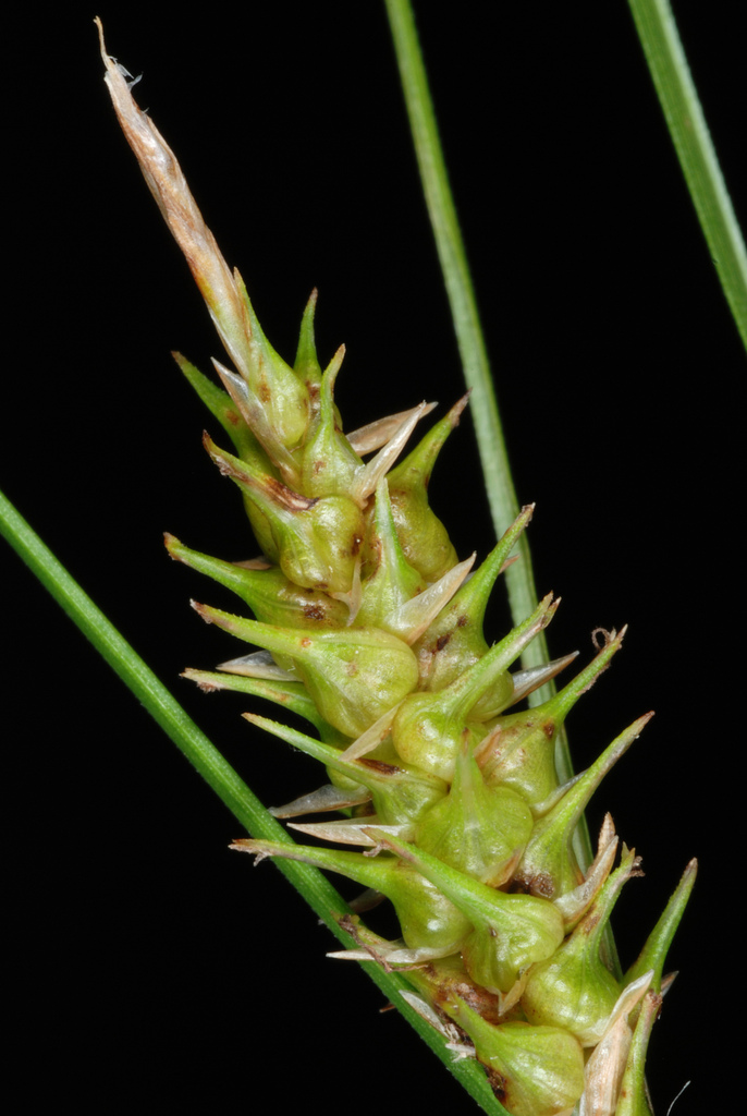 Carex bullata — fruit photograph