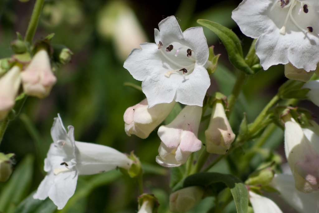 Penstemon digitalis — bloom photograph