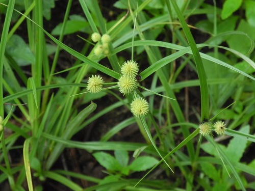 Cyperus echinatus — fruit photograph