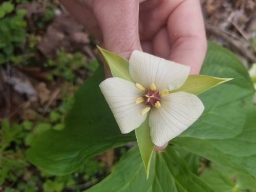 Trillium flexipes — flower photograph