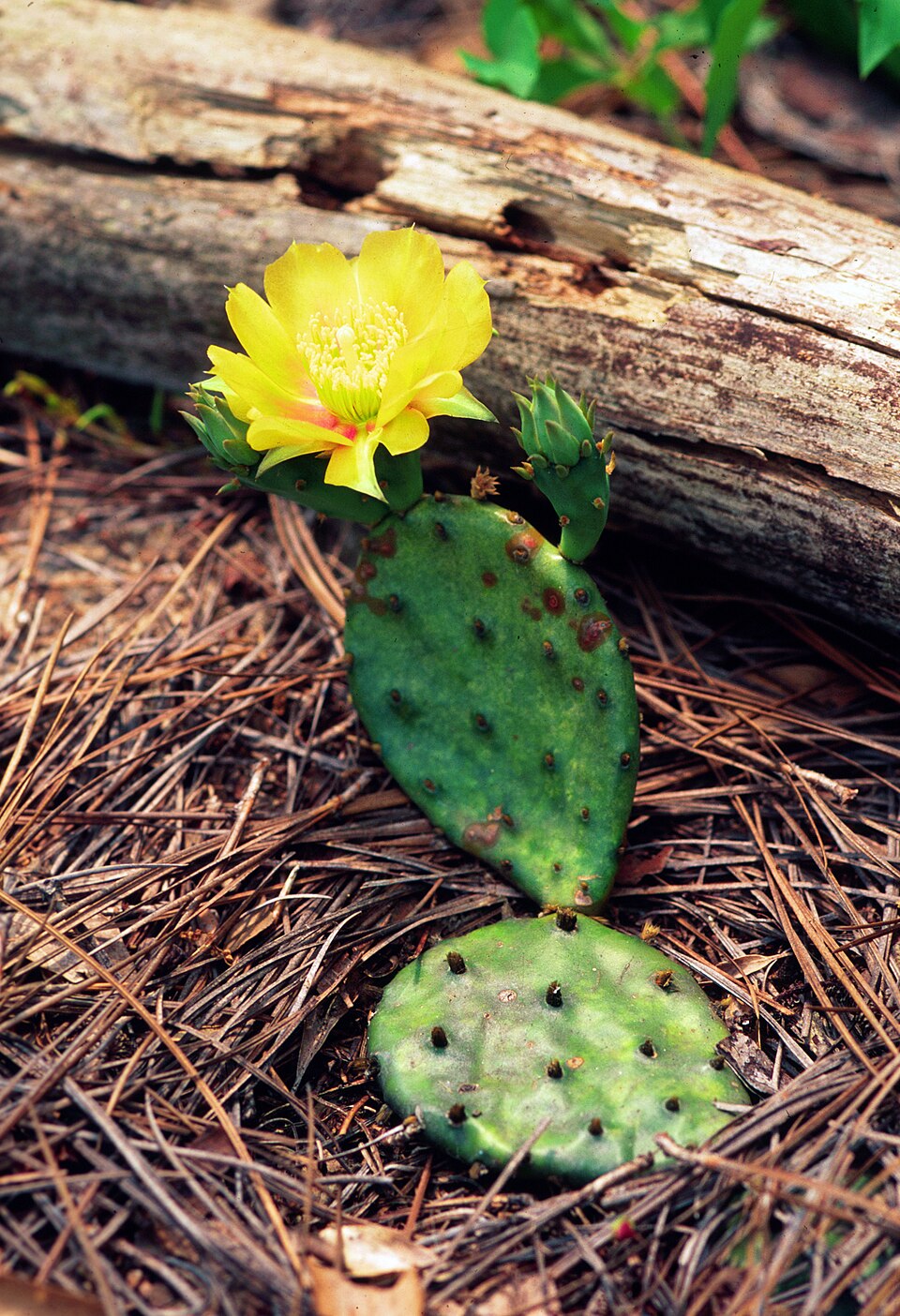 Opuntia humifusa — bloom photograph