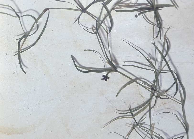 Potamogeton foliosus — foliage photograph