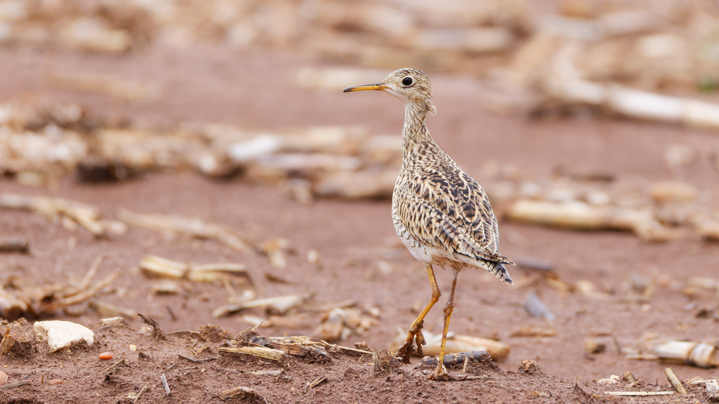 Adult Upland Sandpiper, whole bird