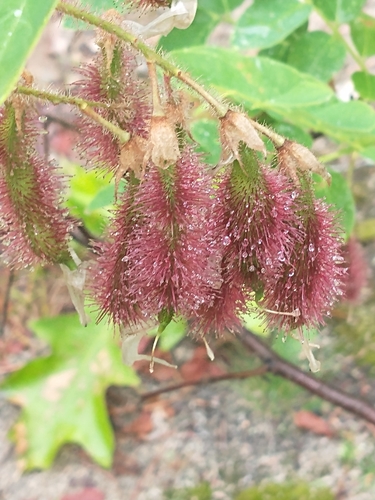 Robinia hispida — fruit photograph