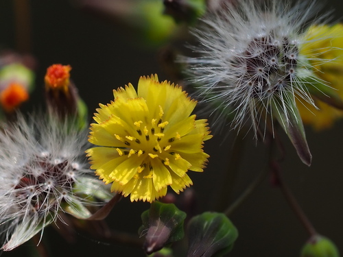 Youngia japonica — flower photograph